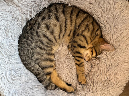 Tabby cat curled up sleeping on a fluffy bed