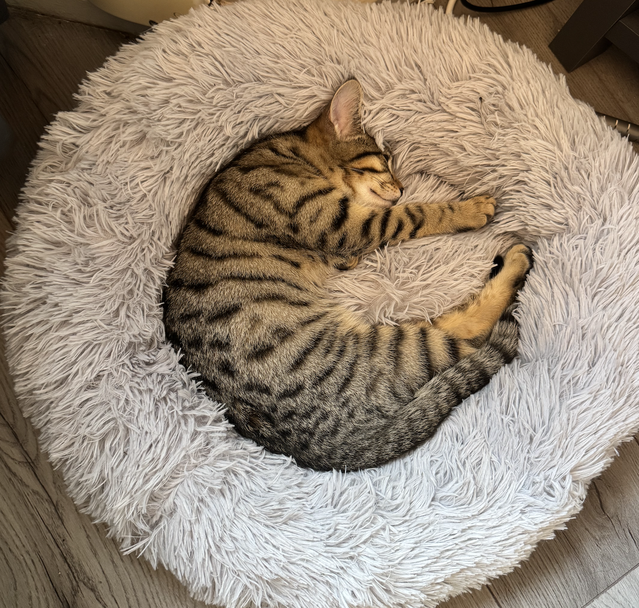 Pretzel the cat curled up sleeping